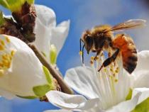 蜜蜂为什么会发出嗡嗡的响声