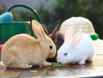 养兔子的方法是什么