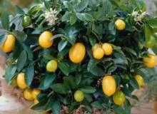 金钱橘盆栽的种植方法（金钱橘盆栽的种植方法和技术）